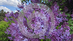 Large bunches of blue lilac. In the spring, lilac blooms in the botanical garden