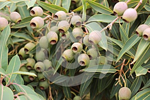 Large bunches of brown lush native Australian gumnuts and leaves on a gum tree in a garden on a hot summer day, Australia