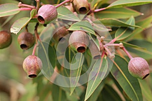 Large bunches of brown lush native Australian gumnuts and leaves on a gum tree in a garden on a hot summer day, Australia photo