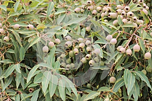 Large bunches of brown lush native Australian gumnuts and leaves on a gum tree in a garden on a hot summer day, Australia photo