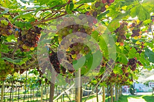 Large bunches of red grapes hang from a vine