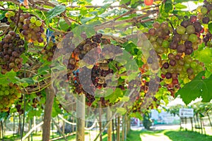 Large bunches of red grapes hang from a vine