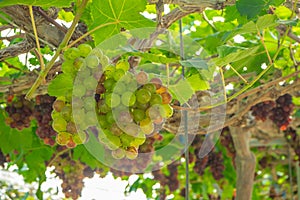 Large bunches of red grapes hang from a vine