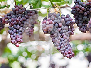 Large bunches of red grapes hang from a vine