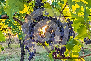 Large bunches of red grapes hanging on the vine in a vineyard in Italy with the sun rising through the leaves in the background