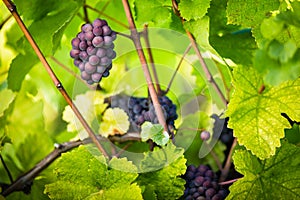 Large bunches of red wine grapes