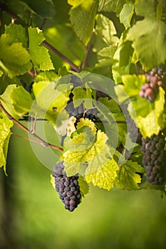 Large bunches of red wine grapes