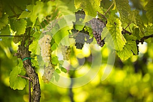 Large bunches of red wine grapes