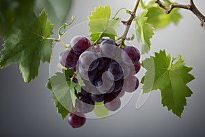 Large bunches of red wine grapes