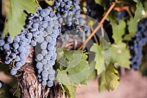 Large bunches of red wine grapes