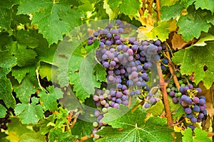 Large bunches of red wine grapes