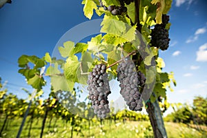 Large bunches of red wine grapes