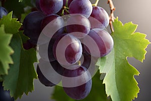 Large bunches of red wine grapes close up