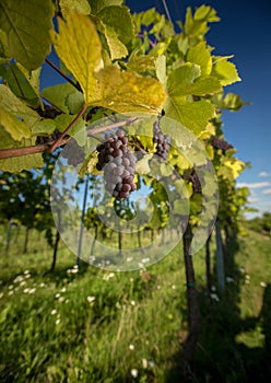 Large bunches of red wine grapes hang from an old vine