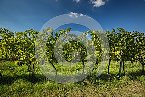 Large bunches of red wine grapes hang from an old vine