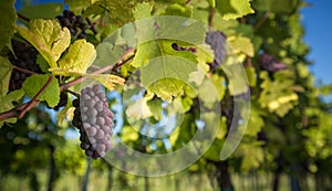 Large bunches of red wine grapes hang from an old vine