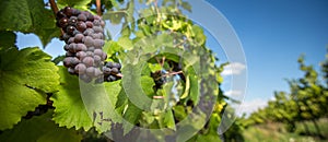 Large bunches of red wine grapes hang from an old vine