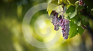 Large bunches of red wine grapes hang from an old vine