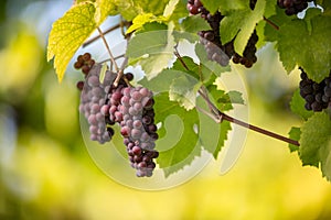 Large bunches of red wine grapes hang from an old vine