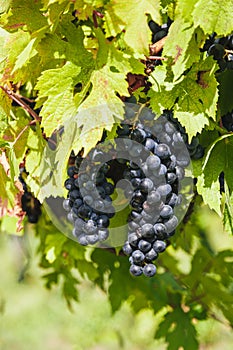 Large bunches of red wine grapes hang from an old vine in warm afternoon light. Vineyard in the Marche region, Italy