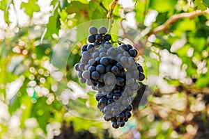 Large bunches of red wine grapes hang from a vine, warm backgro