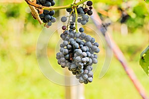 Large bunches of red wine grapes hang from a vine, warm backgro