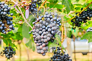 Large bunches of red wine grapes hang from a vine, warm backgro