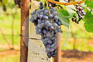 Large bunches of red wine grapes hang from a vine, warm backgro