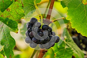 Large bunches of red wine grapes hang from a vine, warm backgro