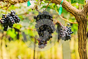 Large bunches of red wine grapes hang from a vine, warm backgro