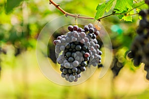 Large bunches of red wine grapes hang from a vine, warm backgro