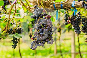 Large bunches of red wine grapes hang from a vine, warm backgro