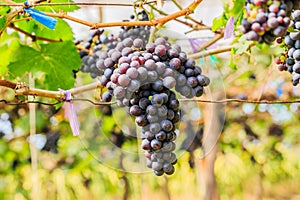 Large bunches of red wine grapes hang from a vine, warm backgro