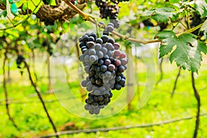 Large bunches of red wine grapes hang from a vine, warm backgro