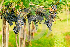 Large bunches of red wine grapes hang from a vine, warm backgro