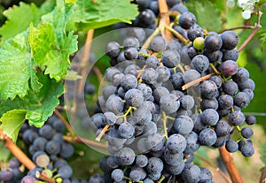 Large bunches of red wine grapes in vineyard