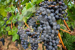 Large bunches of red wine grapes in vineyard