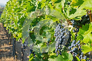 Large bunches of red wine grapes in vineyard