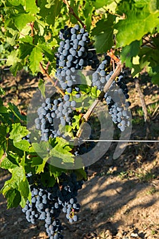 Large bunches of red wine grapes in vineyard