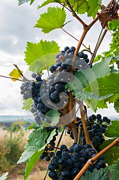 Large bunches of red wine grapes in vineyard