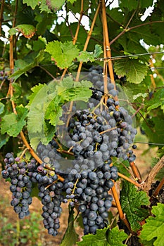 Large bunches of red wine grapes in vineyard