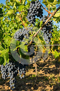 Large bunches of red wine grapes in vineyard