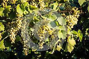 Large bunches of white wine grapes in the vineyard