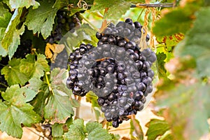 Large bunches of wine grapes