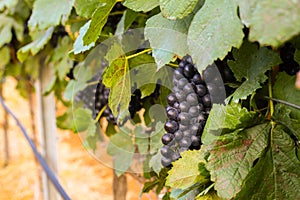 Large bunches of wine grapes