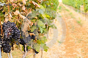 Large bunches of wine grapes