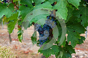 Large bunches of wine grapes in vineyard