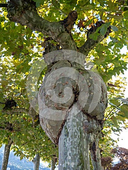 Large burl on plane tree