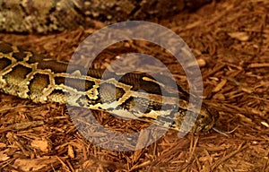 Large Burmese Python with Its Snake Out