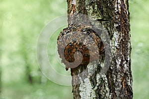 A large burr or burl on the trunk of a birch tree